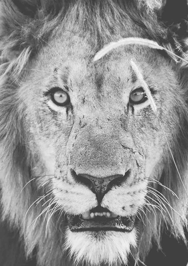 Lion eyes - Image 2