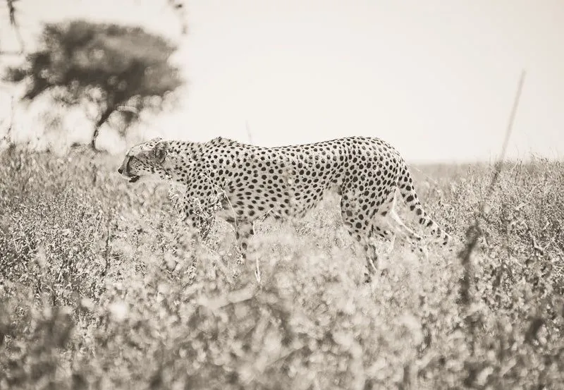 Cheetah curves - Image 2