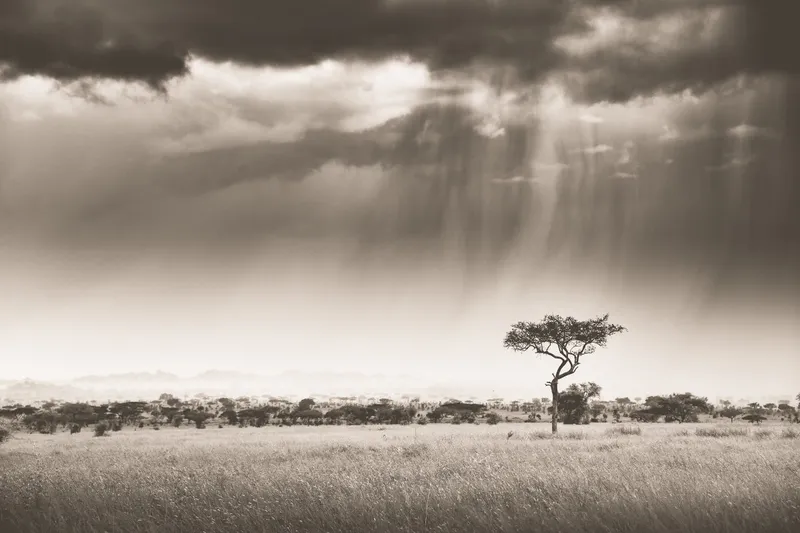 The rains in Africa - Image 2