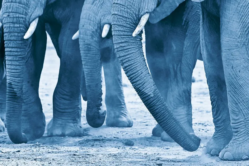 Trunks and legs - Image 2