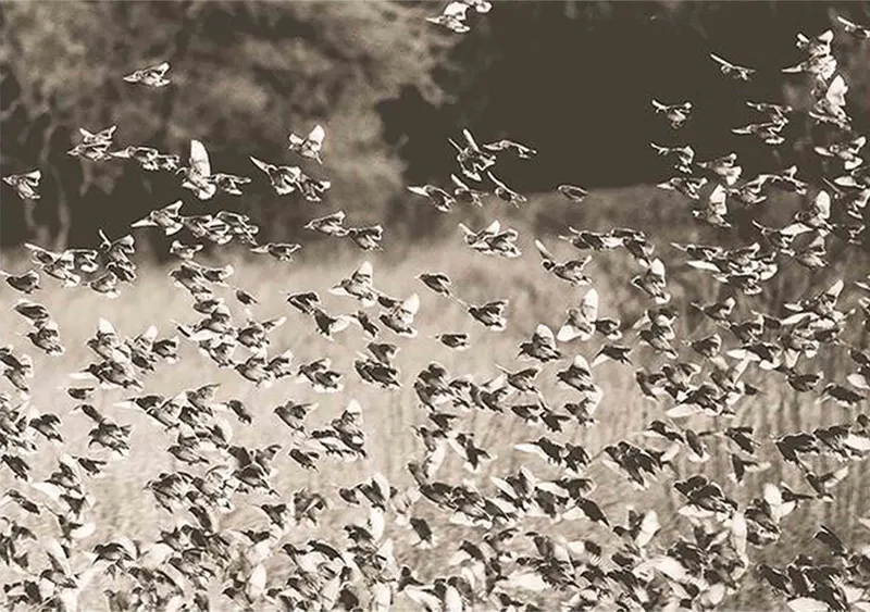 Red-billed queleas - Image 2