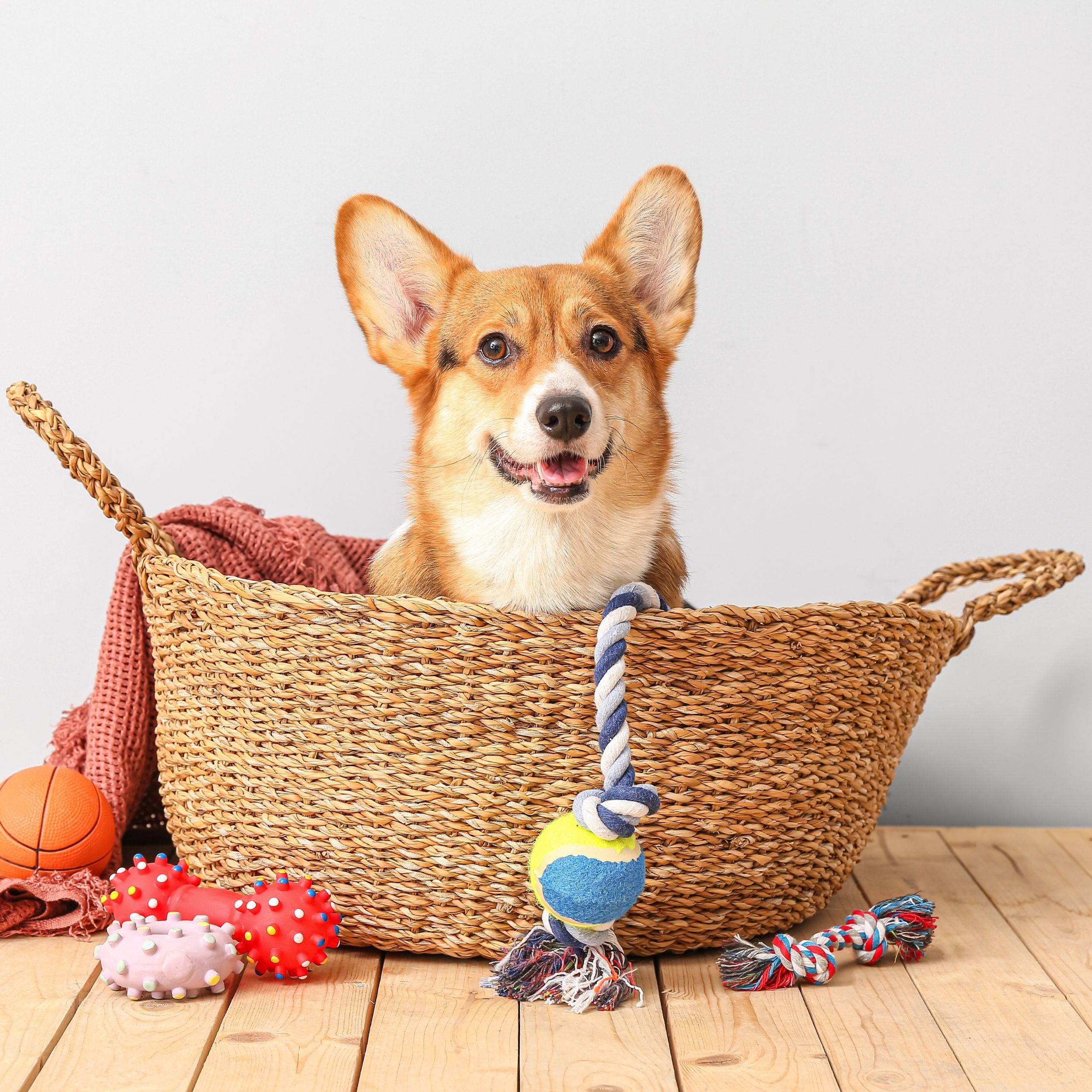 Pet Supplies