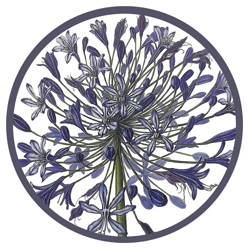 Paper Placemats - Agapanthus - Image 1