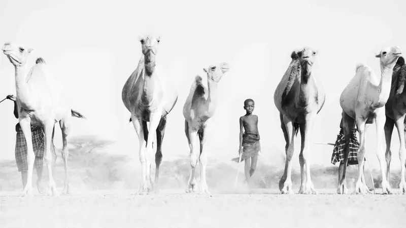 Turkana Camels - Image 2