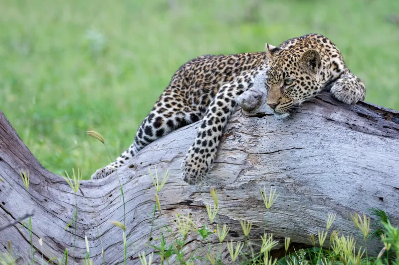 Green Season - Image 6