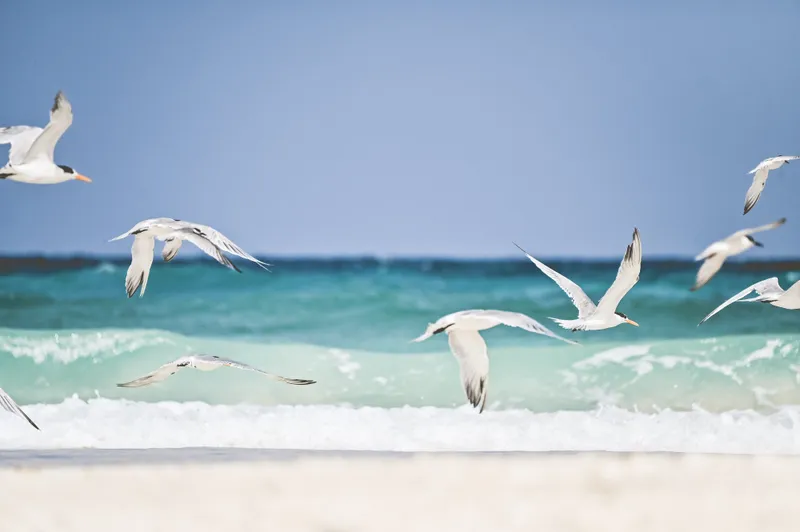 Sea wings - Image 6