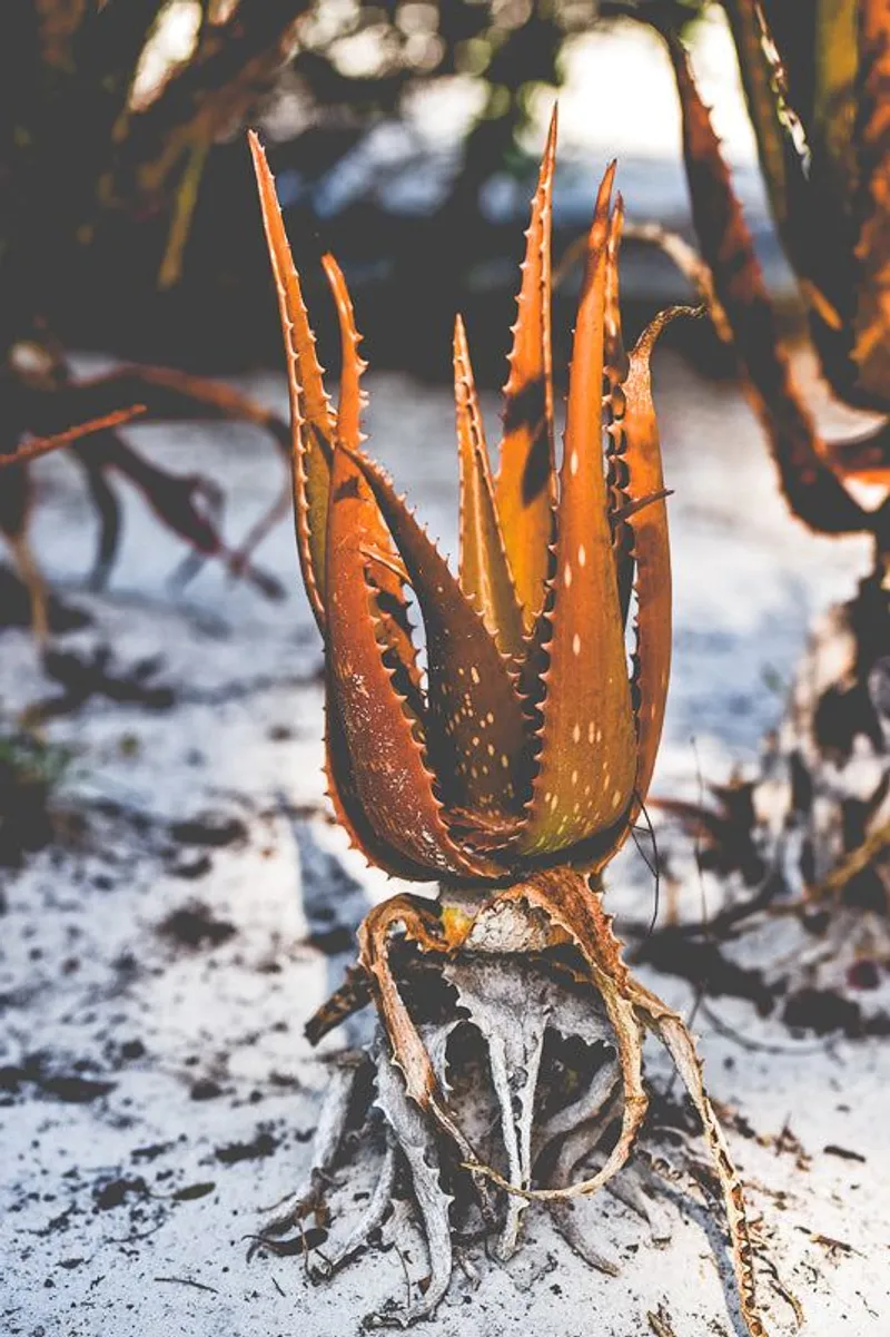 Autumn breeze - Image 2