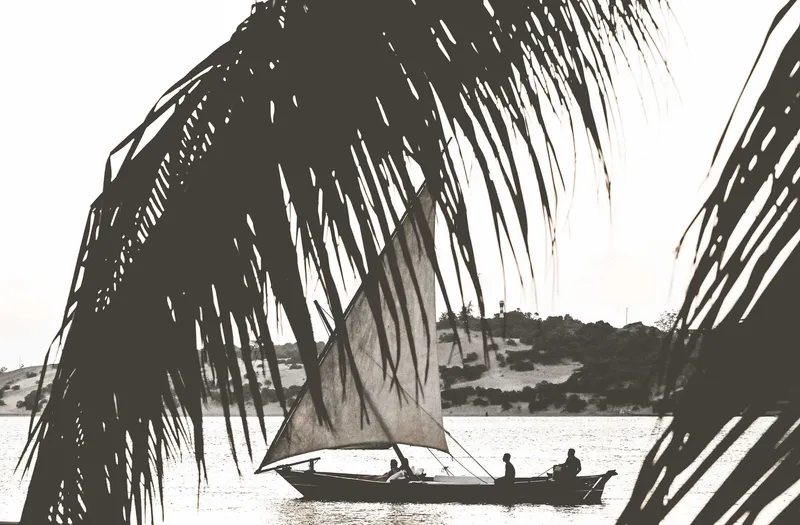 Palm lane (colour) - Image 2