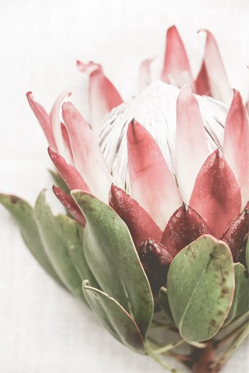 Single Protea - Image 2