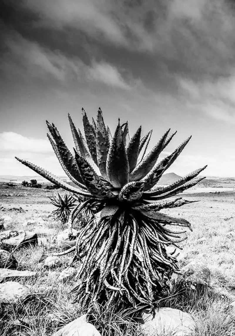 Three tree hill - Image 2