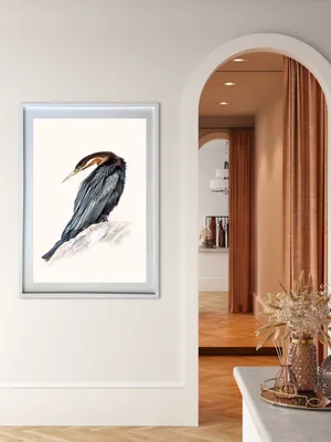 African Darter