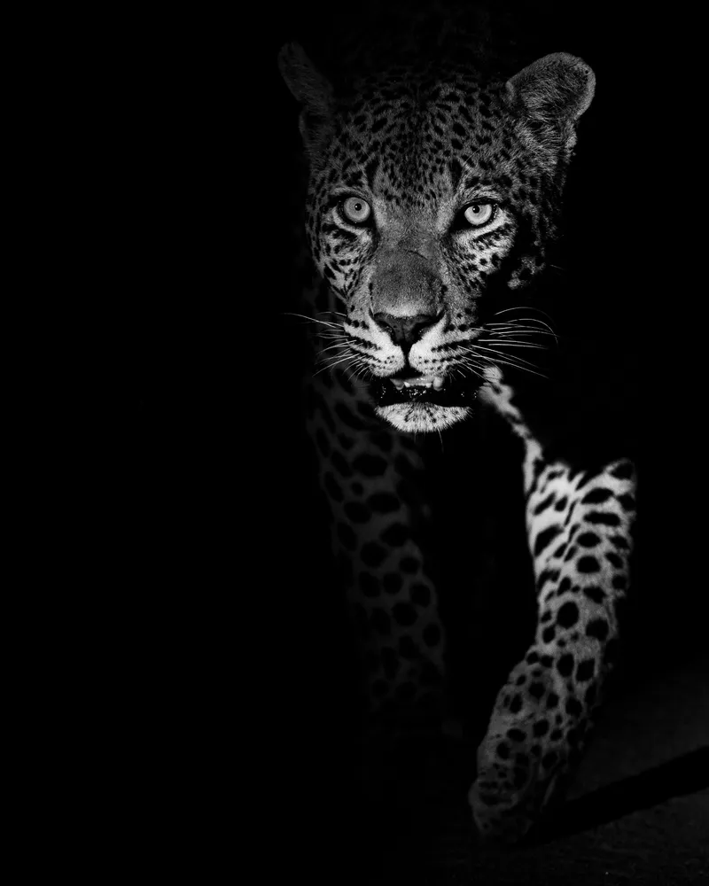 The Darkness - Image 6