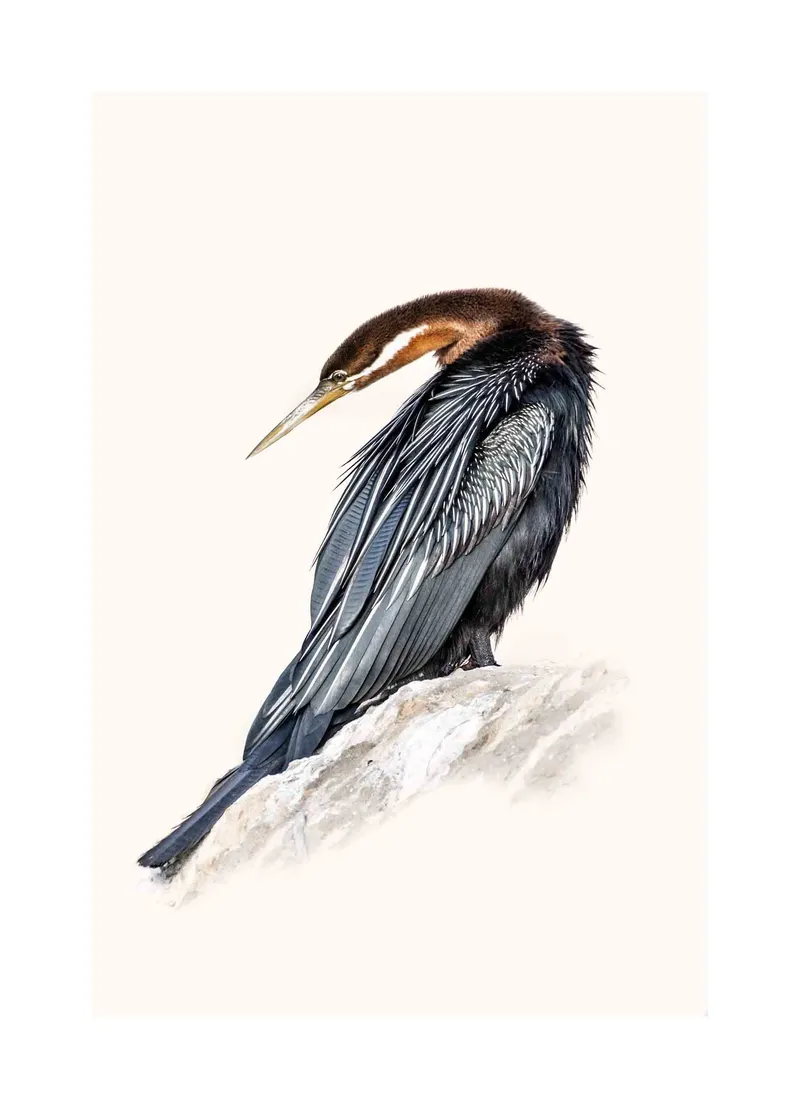 African Darter - Image 2