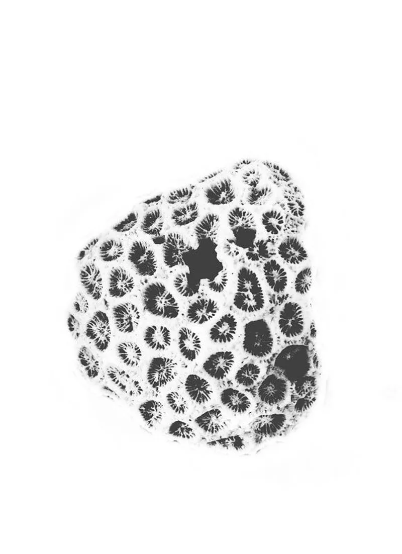 Knob coral - Image 1