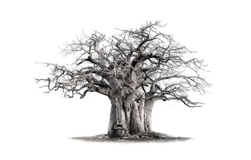 Monkey Bread Tree Rolled Canvas - Image 1