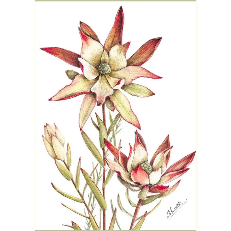 Gift Cards: Fynbos 1 (Pack of 4) - Image 3