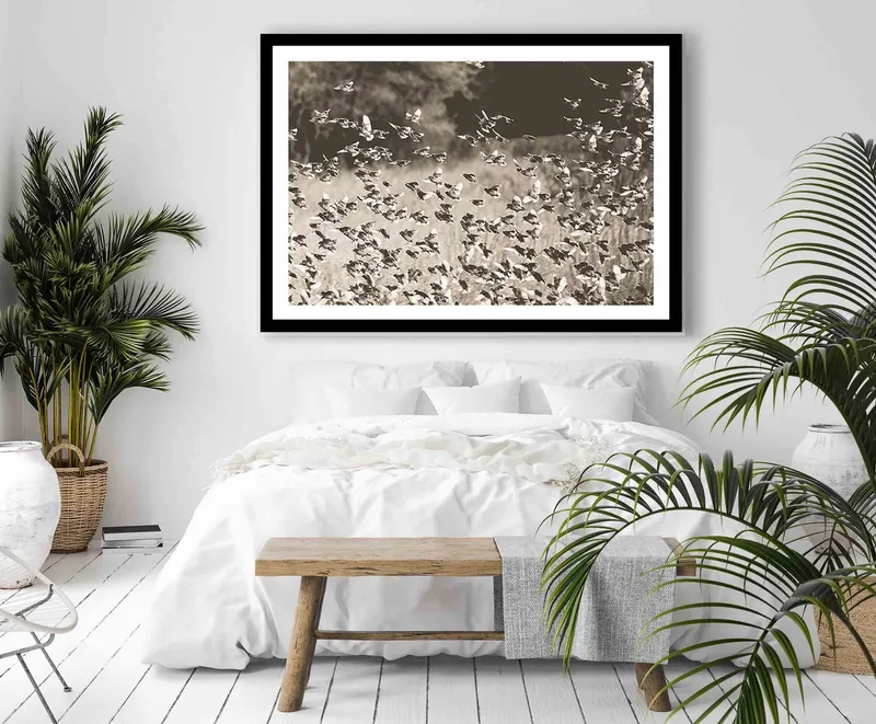 Red-billed queleas - Image 7