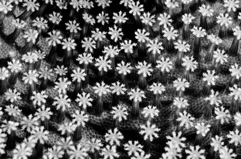 Bahari ya Maua - Image 2