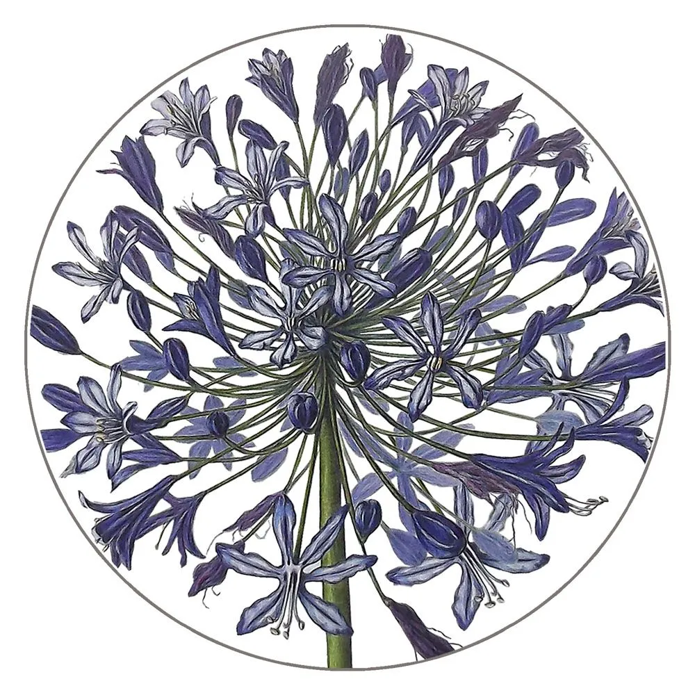 Coaster - Agapanthus