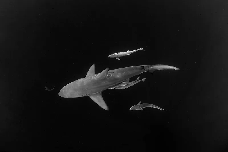 Ocean Family - Image 2