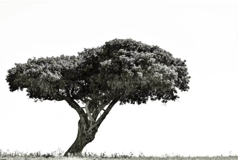 The Fig Tree - Image 2