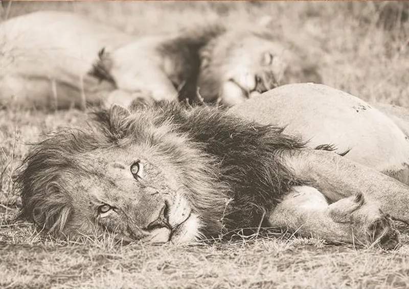 The King - Image 2
