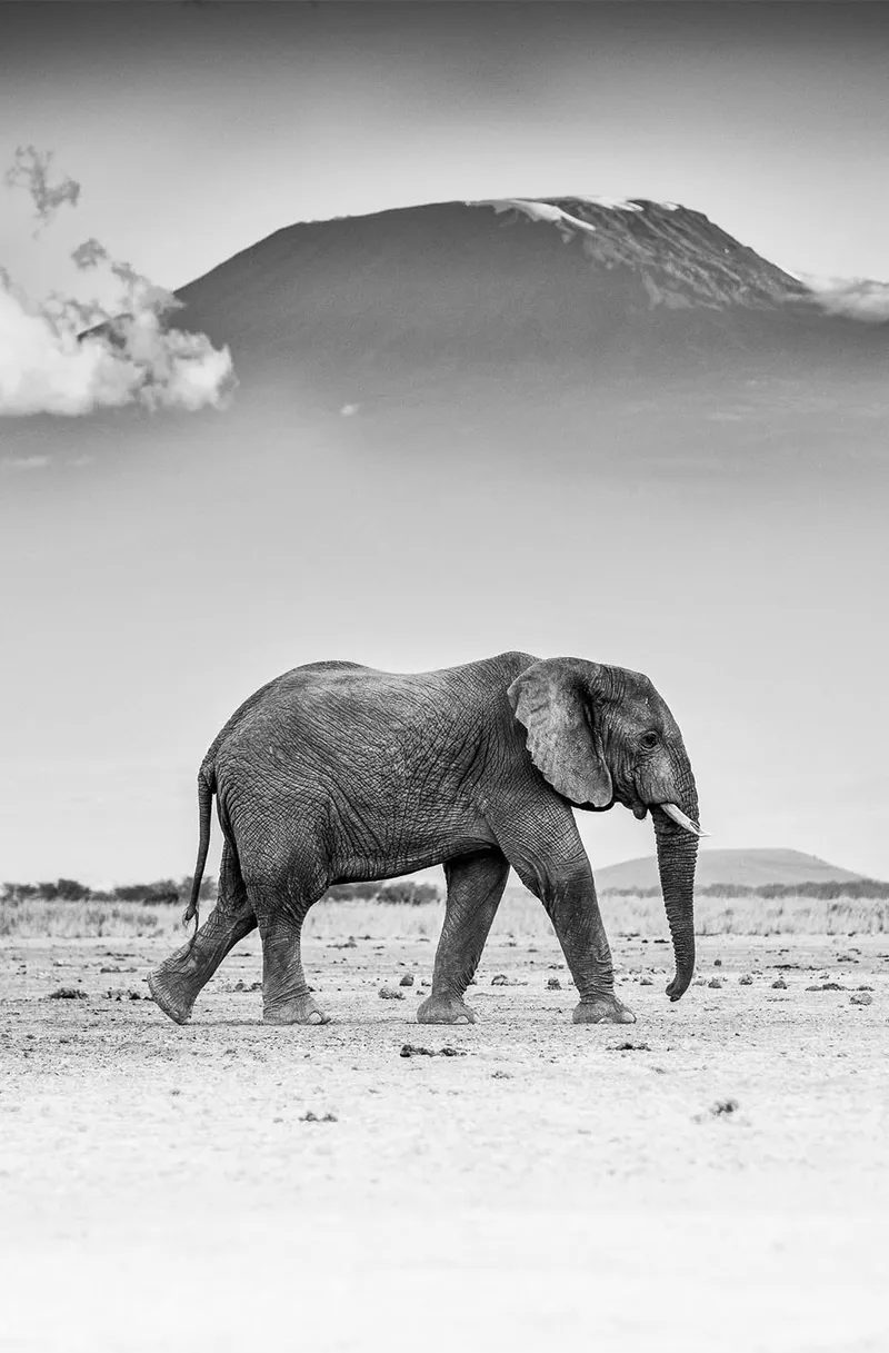Amboseli - Image 2