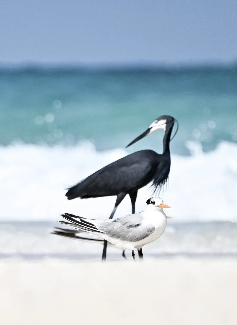 Eastern winds - Image 6