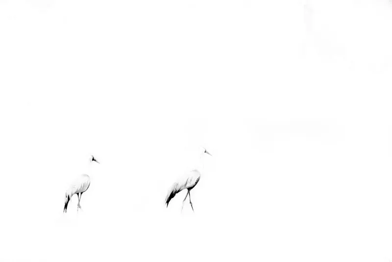 Crane Pair - Image 2