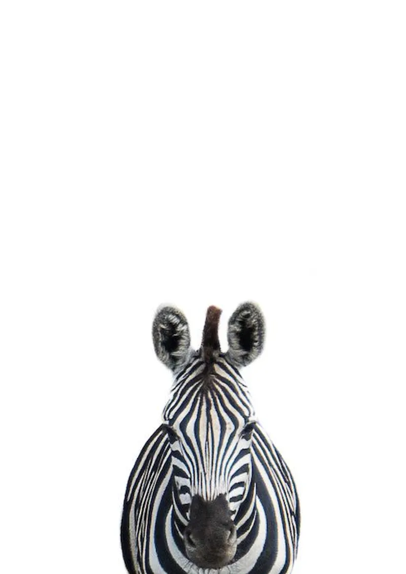 Safari babies | Zac - Image 1