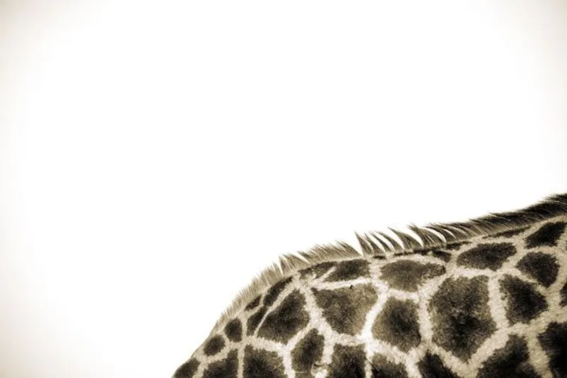 Just a Hunch - Image 2