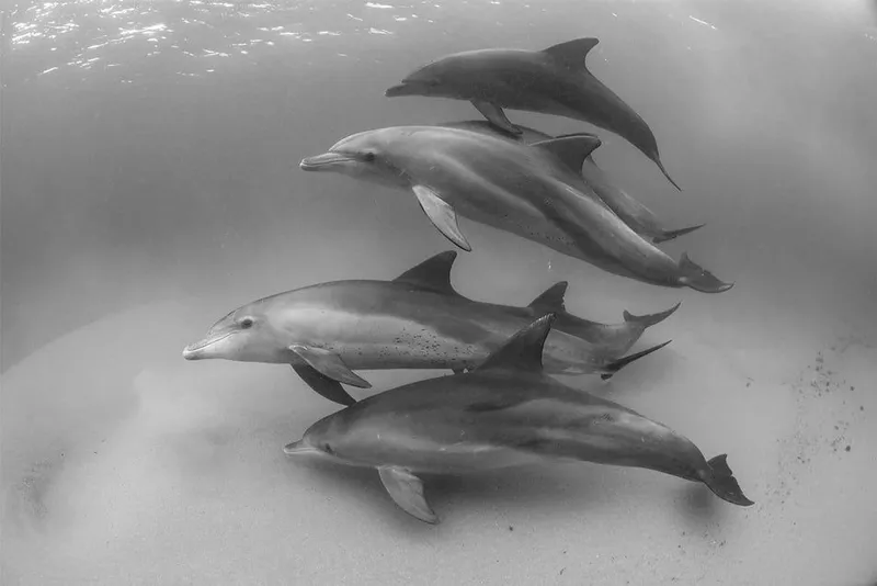 African Pods - Image 2