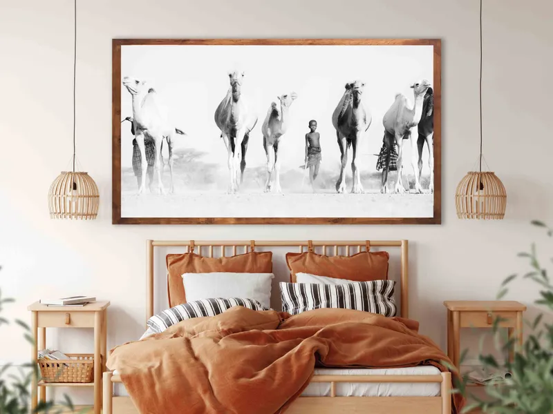 Turkana Camels - Image 1