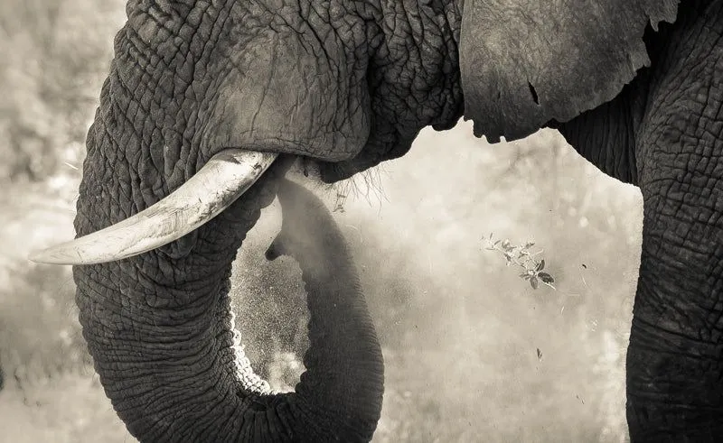 Trunk and Dust - Image 2