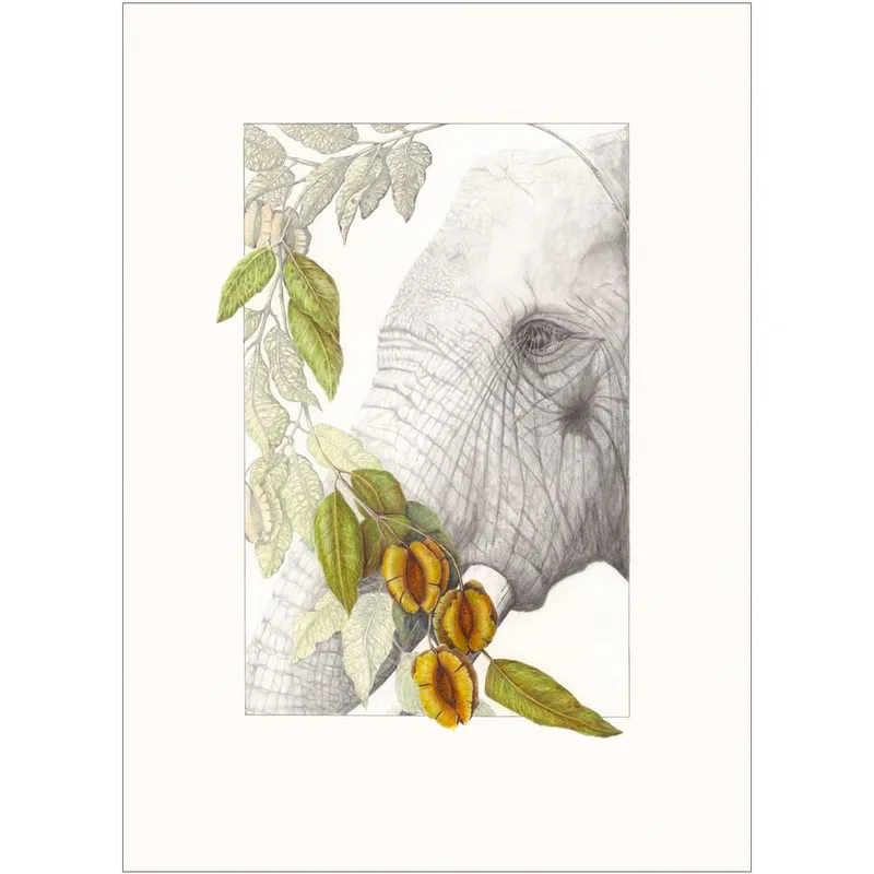 Zambezi Dreams - Image 1