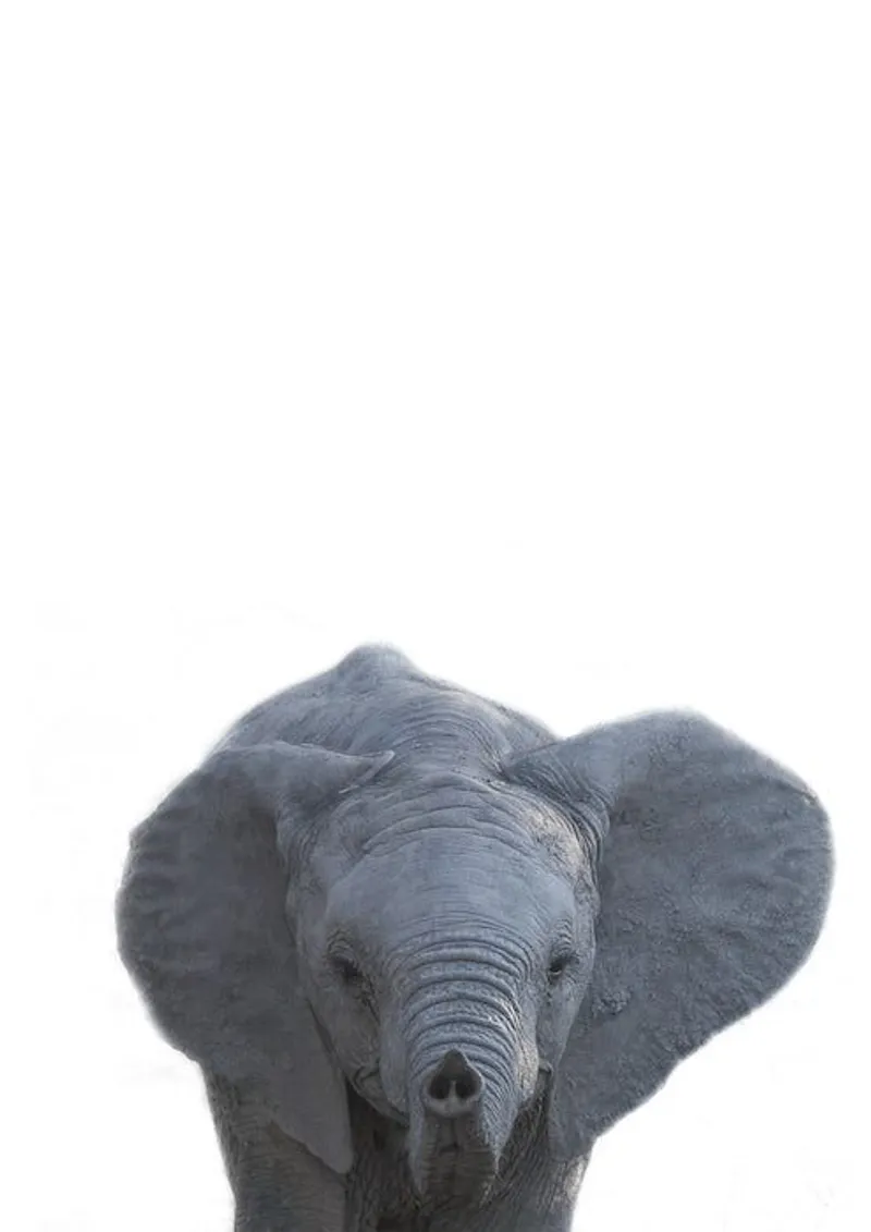 Safari babies | Elijah - Image 2