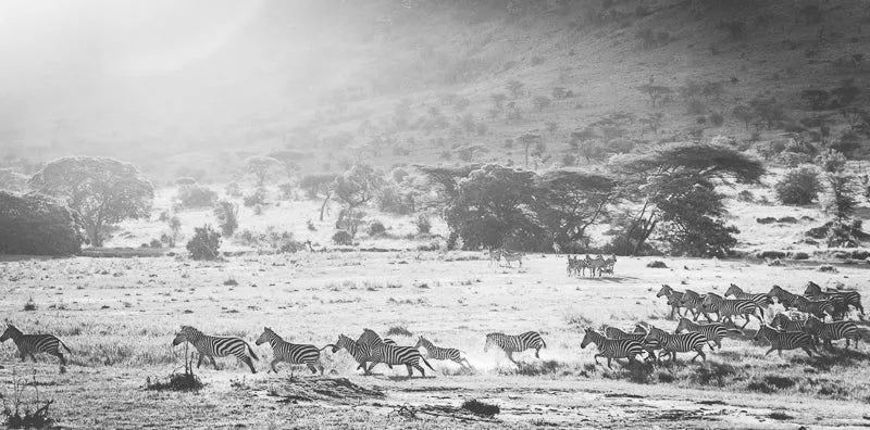 Serengeti zebras - Image 2