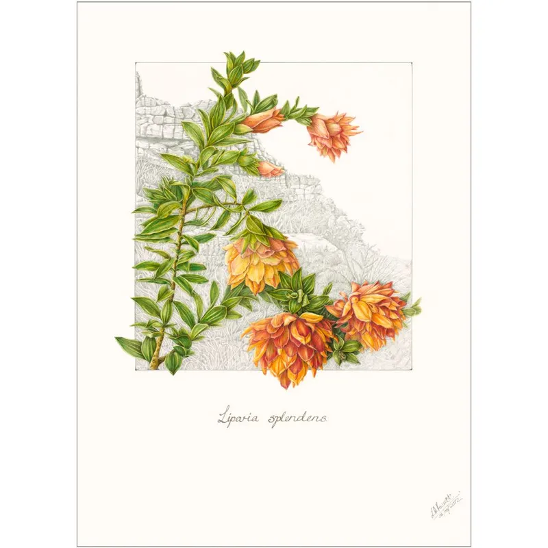 Mountain Dahlia - Image 1