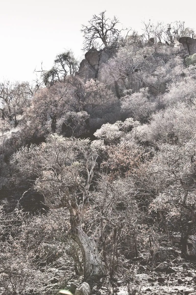Growth - Image 2