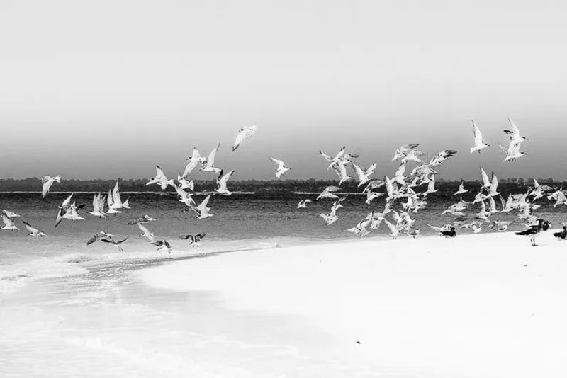 Island nesting - Image 2