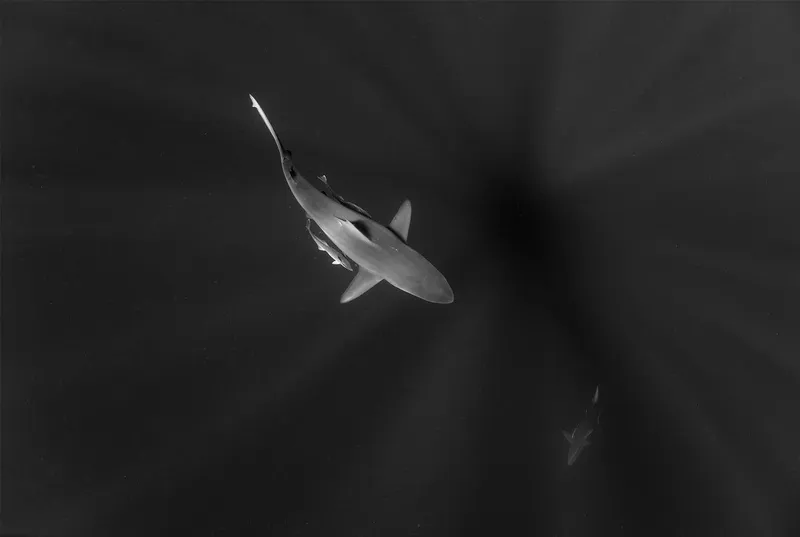 Sunlit Predator - Image 2