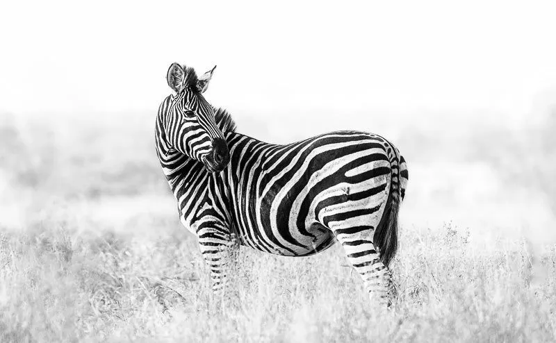 Striped pose - Image 2