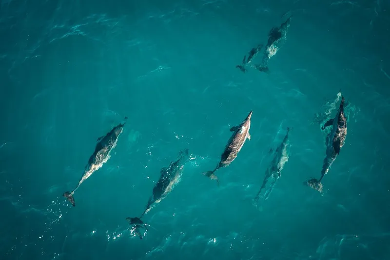 Into the Blue (Limited Edition) - Image 2