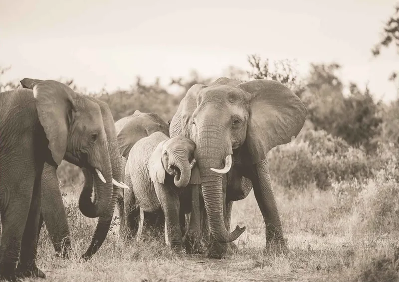 Family ties - Image 2