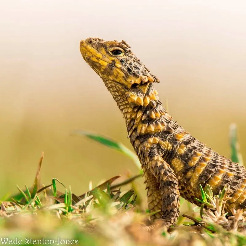Sungazer Working Group - Charity Bracelet - Image 4