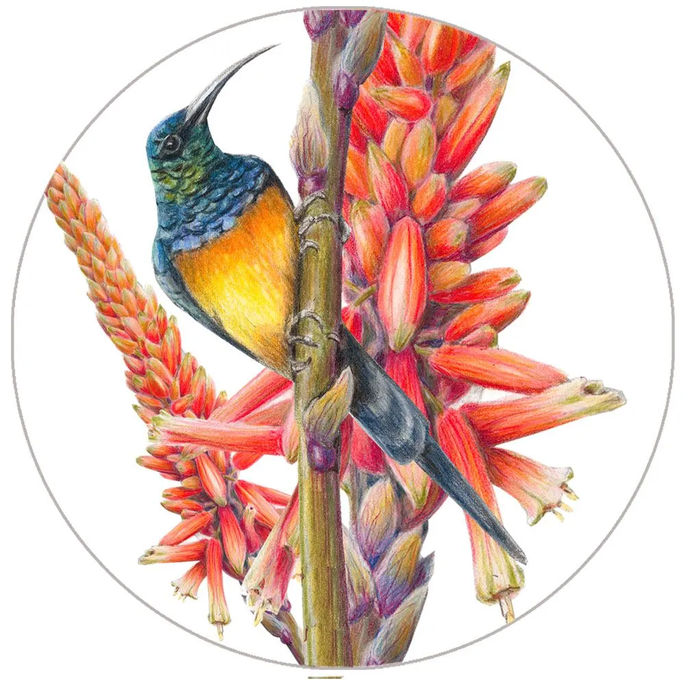 Coaster - Hello Aloe