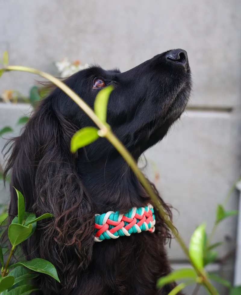 Dragon SNOOT - Image 1