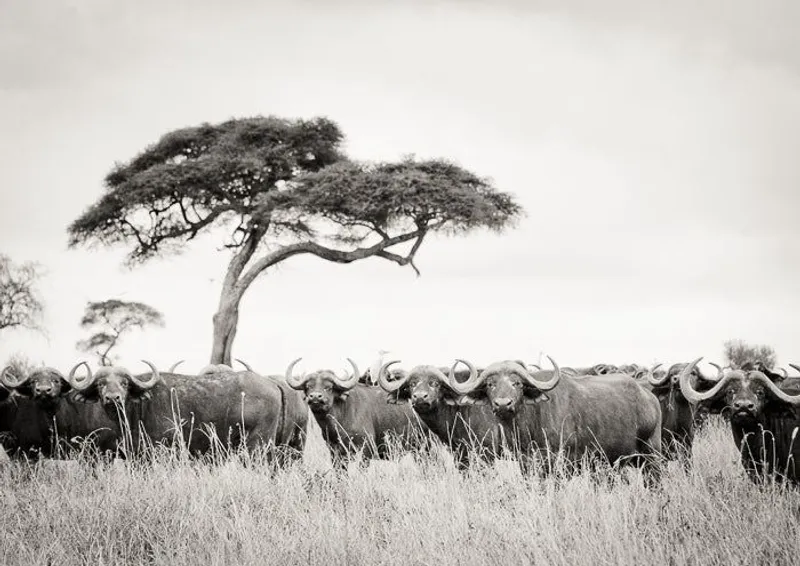 Buffalo stare down - Image 2