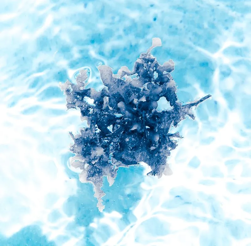 Float series | Coral centre - Image 2