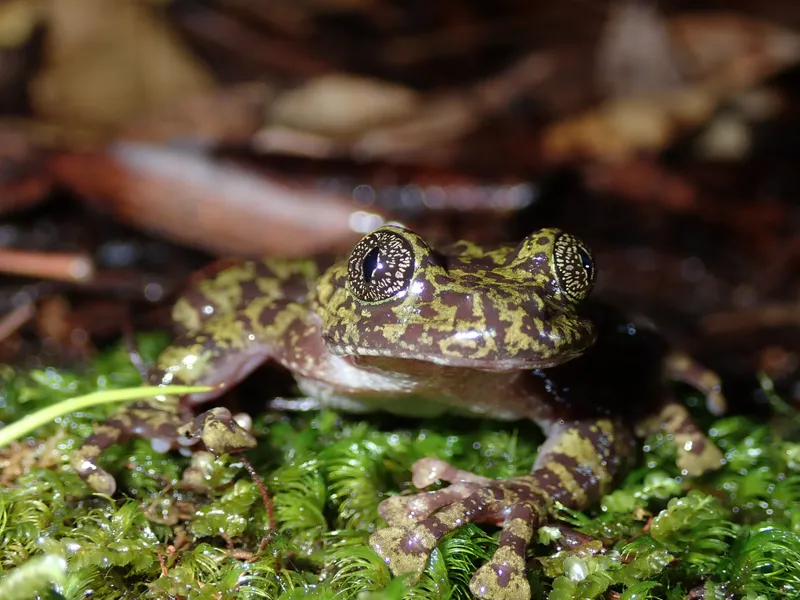 Table Mountain Ghost Frog Charity Bracelet - Image 6